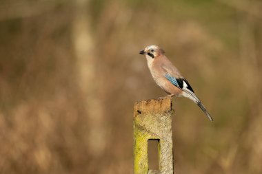 Eurasian Jay Garrulus glandarius on a wooden post isolated from background copy space