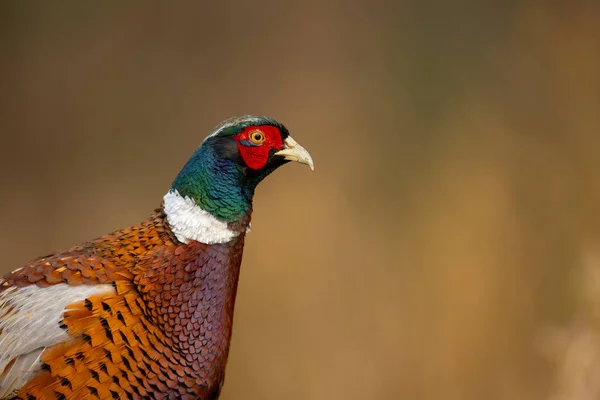 Isoliertes Porträt Des Gemeinen Fasans Phasianus Colchicus Goldener Hintergrund Kopierraum — Stockfoto