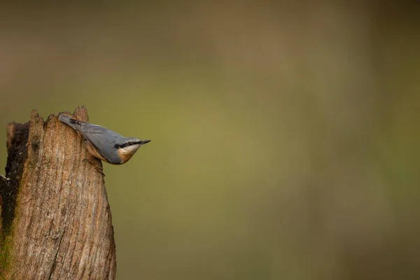 Eurasian Nuthatch Sitta Europaea Perch Isolated Background Copy Space — Stockfoto
