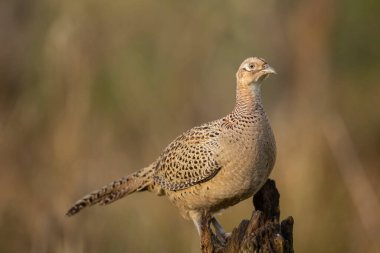 Female common pheasant, phasianus colchicus, hen perched on a wooden post isolated from background 