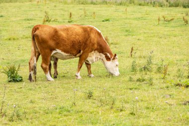 brown and white breeding cow eating grass whilst sheilding its calf