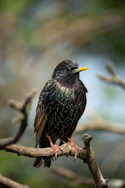 dal ortak sığırcık (sturnus vulgaris)
