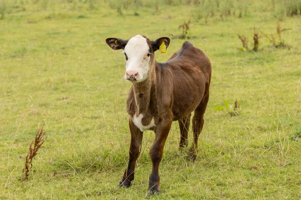Brown Calf White Face Stands Field Spring Green Grass — Foto de Stock