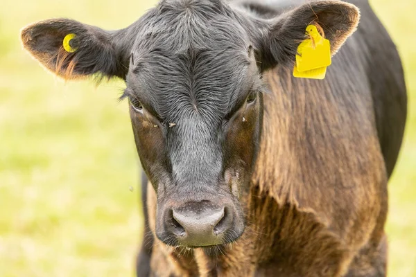 Close up of black Angus calf with yellow ear tag and out-of-focus background