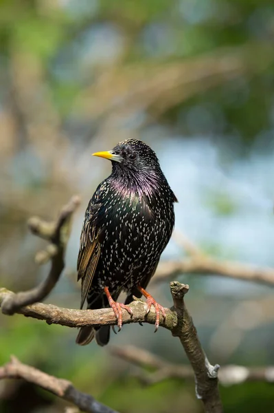 Обыкновенный Старлинг Sturnus Vulgaris Ветке — стоковое фото