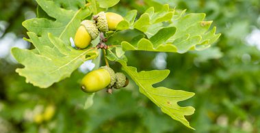 yeşil meşe palamudu ve meşe yaprakları
