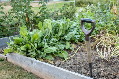 ahşap bahçe çatalı sapı ve vejetaryen yaması, seçilmiş odak, arkaplan bulanıklığı