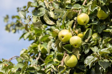 Olgun yeşil elmaları bir dalda kapayın hasat edilmeye hazır, açık havada, seçici bir odak noktası