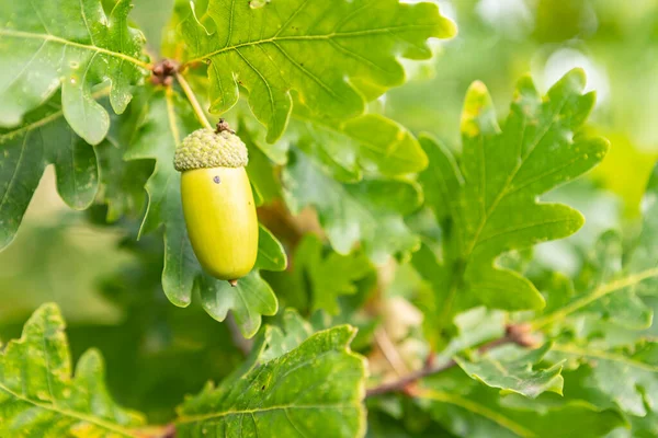 yeşil meşe palamudu ve meşe yaprakları