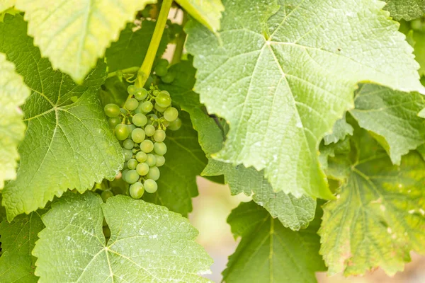 Close Green Grapes Vine — Stock Photo, Image