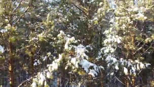 겨울이면 숲에서 나무를 점없는 — 비디오