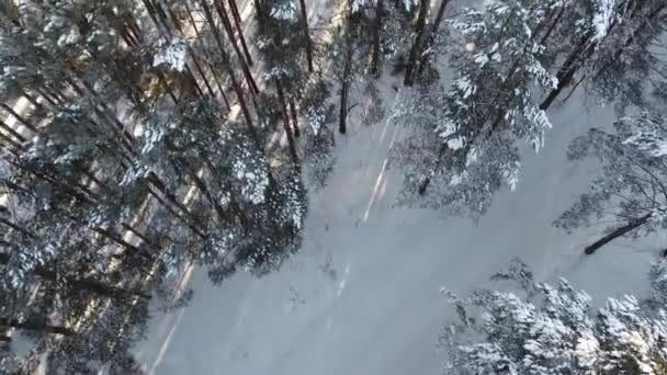 Cámara Desciende Las Copas Los Árboles Invierno Nieve Bosque Sol — Vídeos de Stock