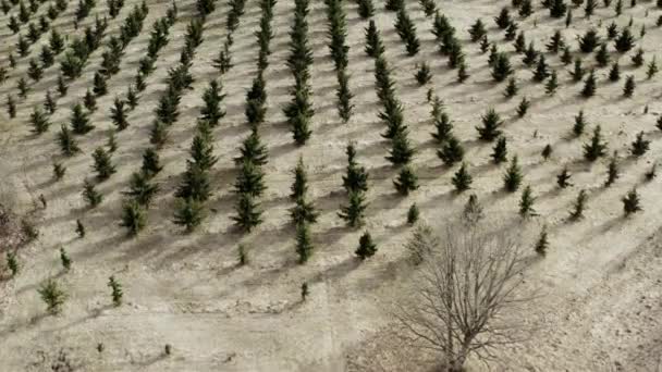 Flygfoto Unga Planterade Träd — Stockvideo