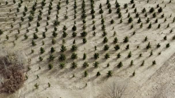 Aerial Shot New Planted Coniferous Forest — Stock Video