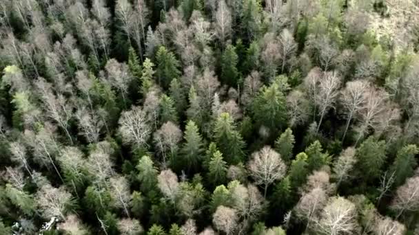 Bergerak Aerial Shot Dari Nordic Forest — Stok Video