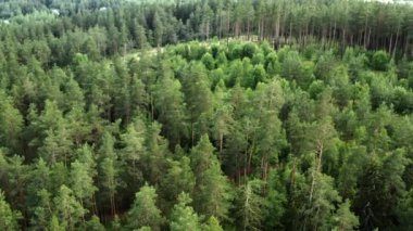 Nordic Pine Tree Ormanında Uçan İnsansız Hava Aracı