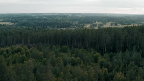 Vista Aérea Del Bosque Árboles Mixtos — Vídeos de Stock