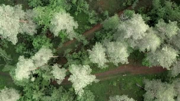 Drone Vliegt Gemengde Boombossen — Stockvideo