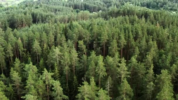 Drone Volando Sobre Bosque Pinos Nórdicos — Vídeos de Stock