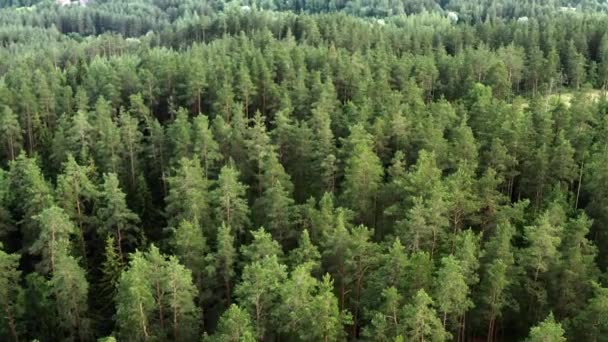 Drone Flying Nordic Pine Tree Forest — Stok Video
