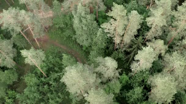 Drone Volando Sobre Bosque Árboles Mixtos — Vídeos de Stock
