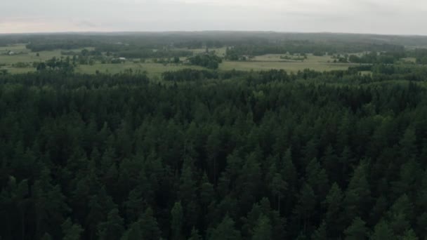 Αεροφωτογραφία Του Μικτού Δάσους — Αρχείο Βίντεο