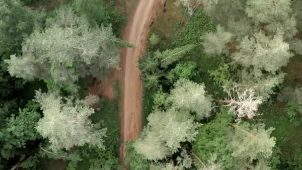 Drone Volando Sobre Carretera Forestal Mixta Árboles — Vídeo de stock