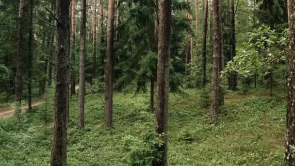 Vol Par Drone Travers Forêt Pins Nordiques — Video