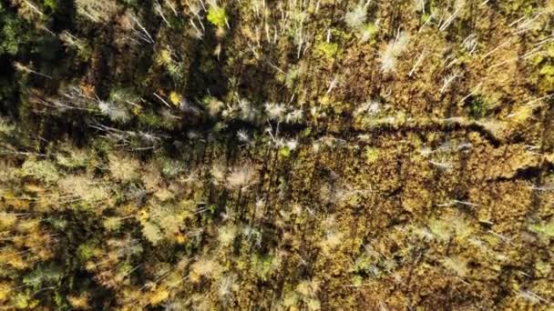 Swampy Autumn Birk Forest Aerial View – Stock-video
