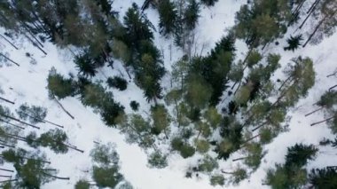 Kışın Çam ve Ladin Ormanı İnsansız Hava Aracı Uçuşu
