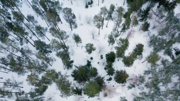 Luftaufnahme Des Kiefern Und Fichtenwaldes Winter — Stockvideo