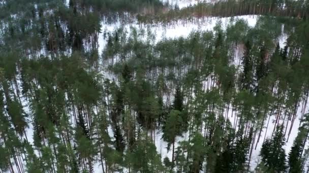 Drone Flight View Pine Forest Vintern — Stockvideo