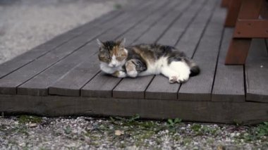 Uykulu Kedi Dışarıda Dinleniyor