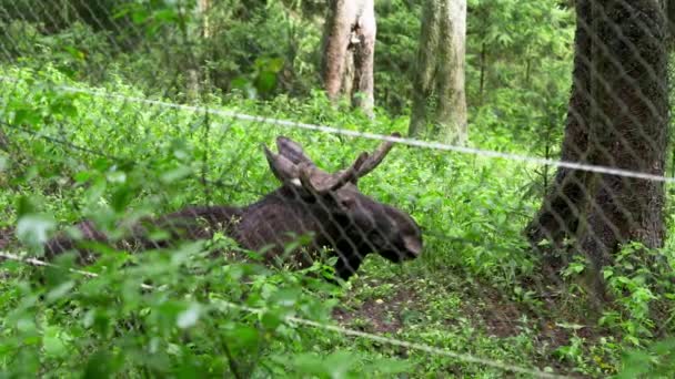 Orignal Dort Dans Zoo Derrière Une Clôture — Video