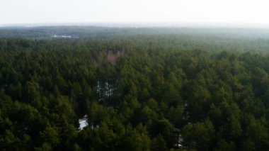 Kışın Çam Ormanı İnsansız Hava Aracı Uçuşu