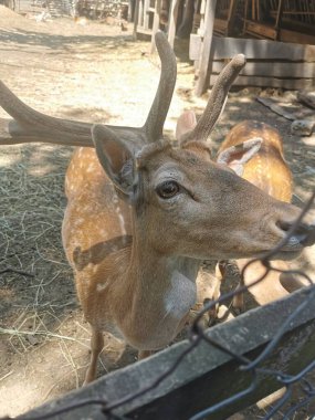 GÖREVLİ HAYVANLARLA GÖRÜŞÜYOR. Bize çok yakın olmaktan korkmuyorlar..