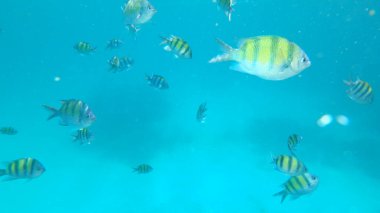 Tayland 'ın Güzel Adaları' nda Dalış