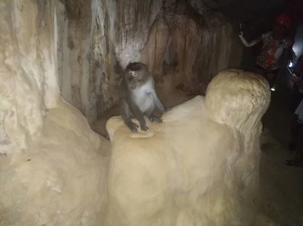 Monkey Cave — Stock Photo, Image