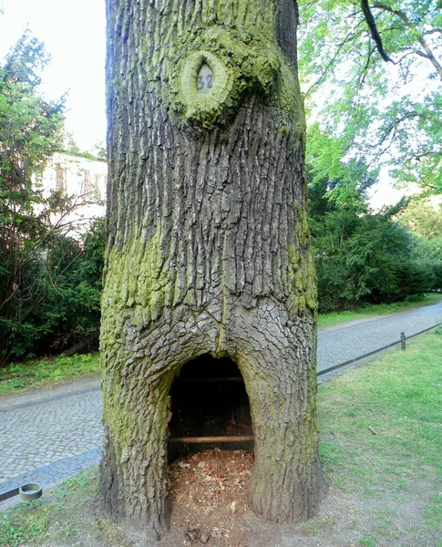 Німеччина Берлін Тіргартен Порожнина Старому Дереві — стокове фото
