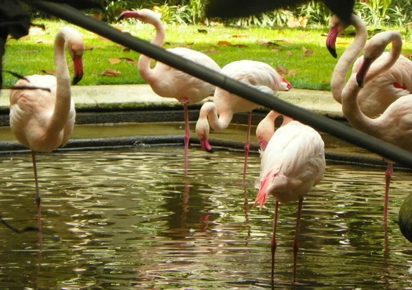 Italie Milan Cappuccini Flamants Roses Dans Lac — Photo