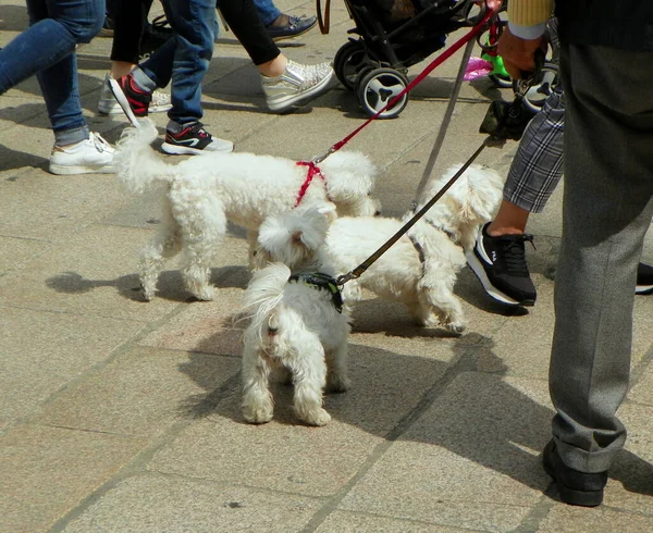 Italien Mailand Domplatz Drei Weiße Hunde — Stockfoto
