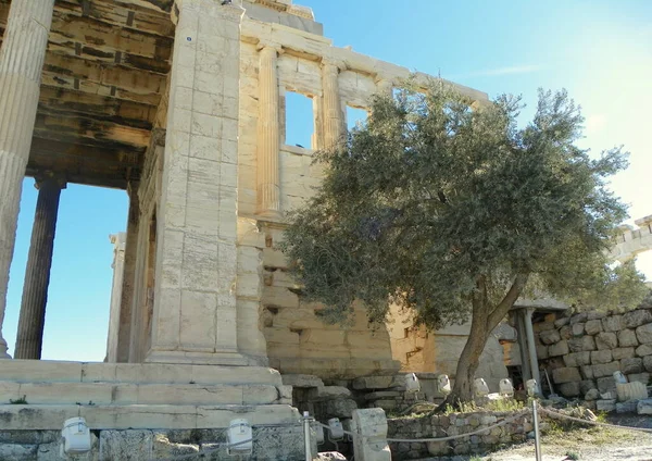 Greece Athens Acropolis Olive Tree Temple Erechtheion — Stockfoto