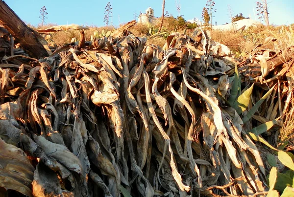 Greece Athens Cactuses Mount Lycabettus — ストック写真