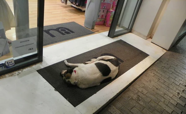 Grécia Atenas Cão Adormecido Limiar Uma Boutique Chique — Fotografia de Stock