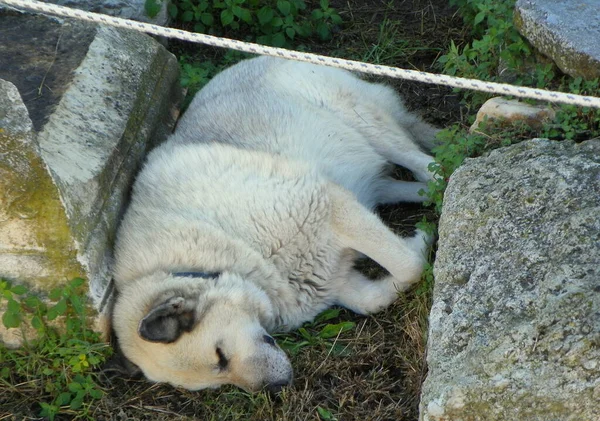 Griechenland Athen Römische Agora Ein Uralter Hund Urlaub — Stockfoto