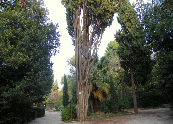 Grecia Atene Giardino Nazionale Natura Nel Parco — Foto Stock