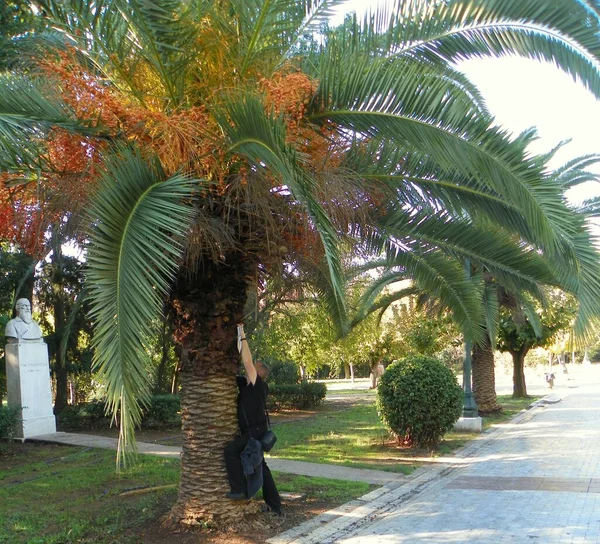 Greece Athens Pedion Areos Embrace Palm Tree — Stock Photo, Image