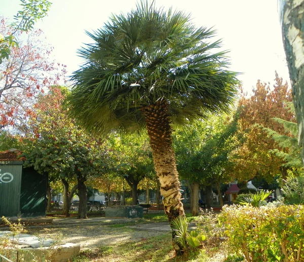 Greece Athens Pedion Areos Curve Palm — Stock Photo, Image