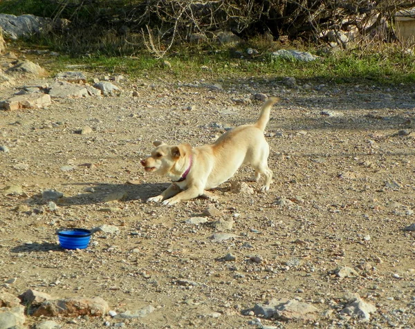 Grécia Atenas Colina Filopappou Cachorrinho Engraçado — Fotografia de Stock