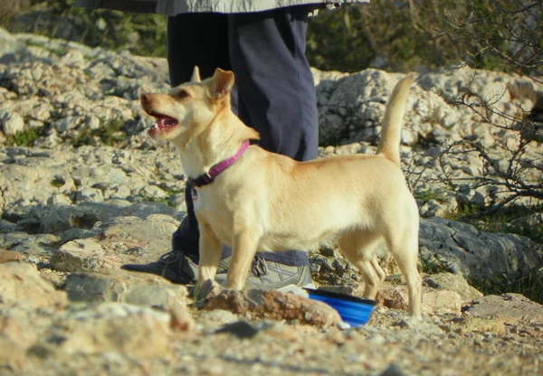 Greece Athens Filopappou Hill Angry Dog — Stockfoto